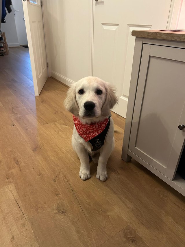Chief as a puppy in his first bandana, sitting by the front door