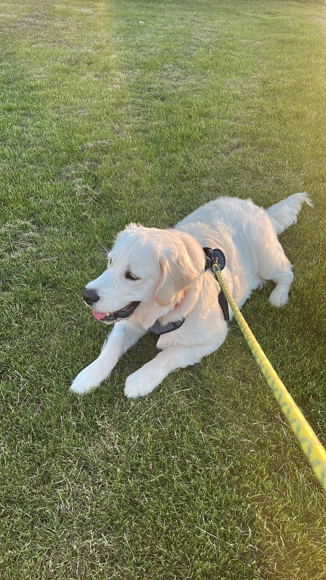 Chief lying happily in the grass on a lead, tongue out