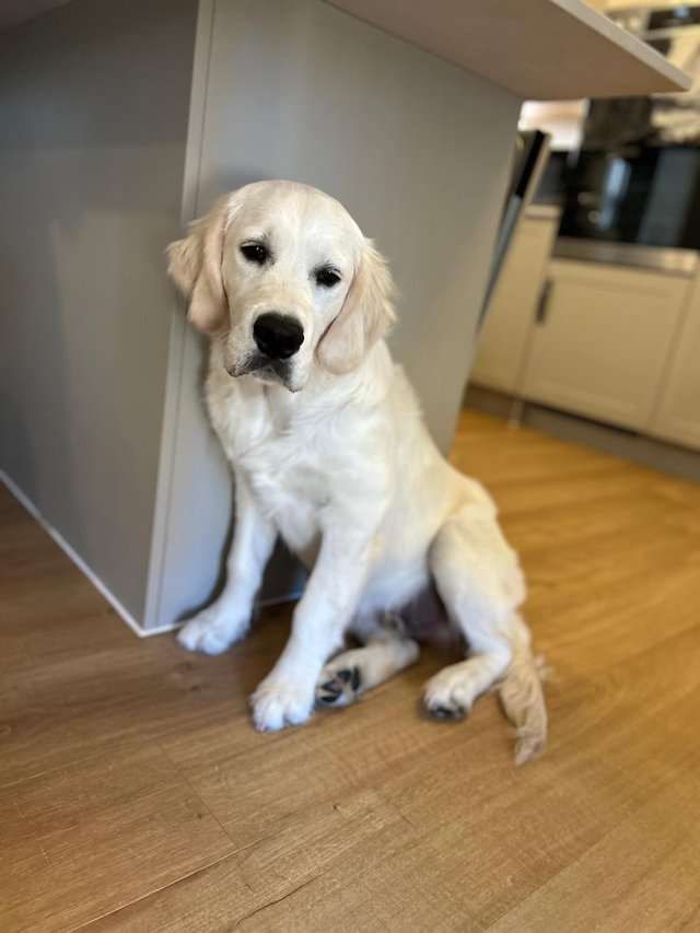 Chief sitting in the kitchen, looking up at the camera